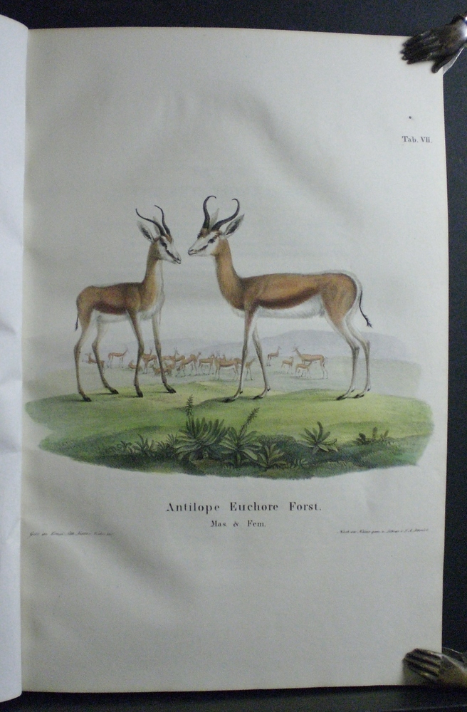 Lichtenstein, Martin Hinrich Carl: Darstellung neuer oder wenig bekannter Säugethiere in Abbildungen und Beschreibungen von funf und sechzig Arten auf funfzig colorirten Steindruckstafeln nach den Originalen des Zoologischen Museum der Universität zu Berlin - Old and Rare