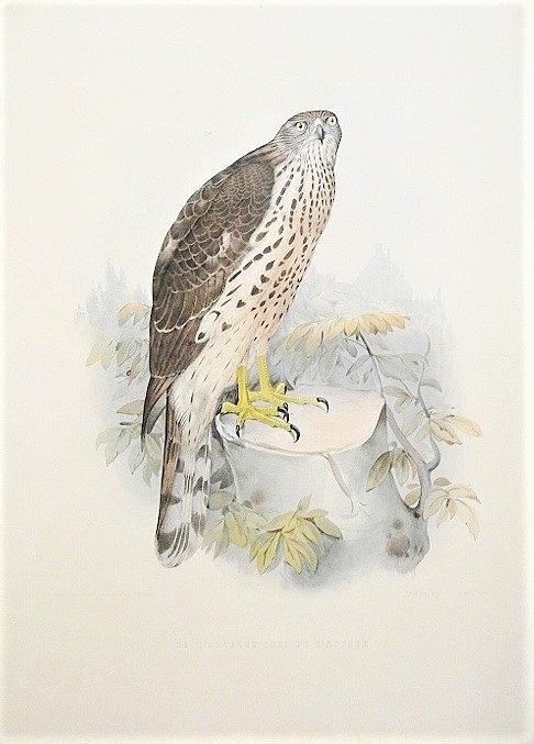 Hermann Schlegel Le Tiercelet sors de l'autour