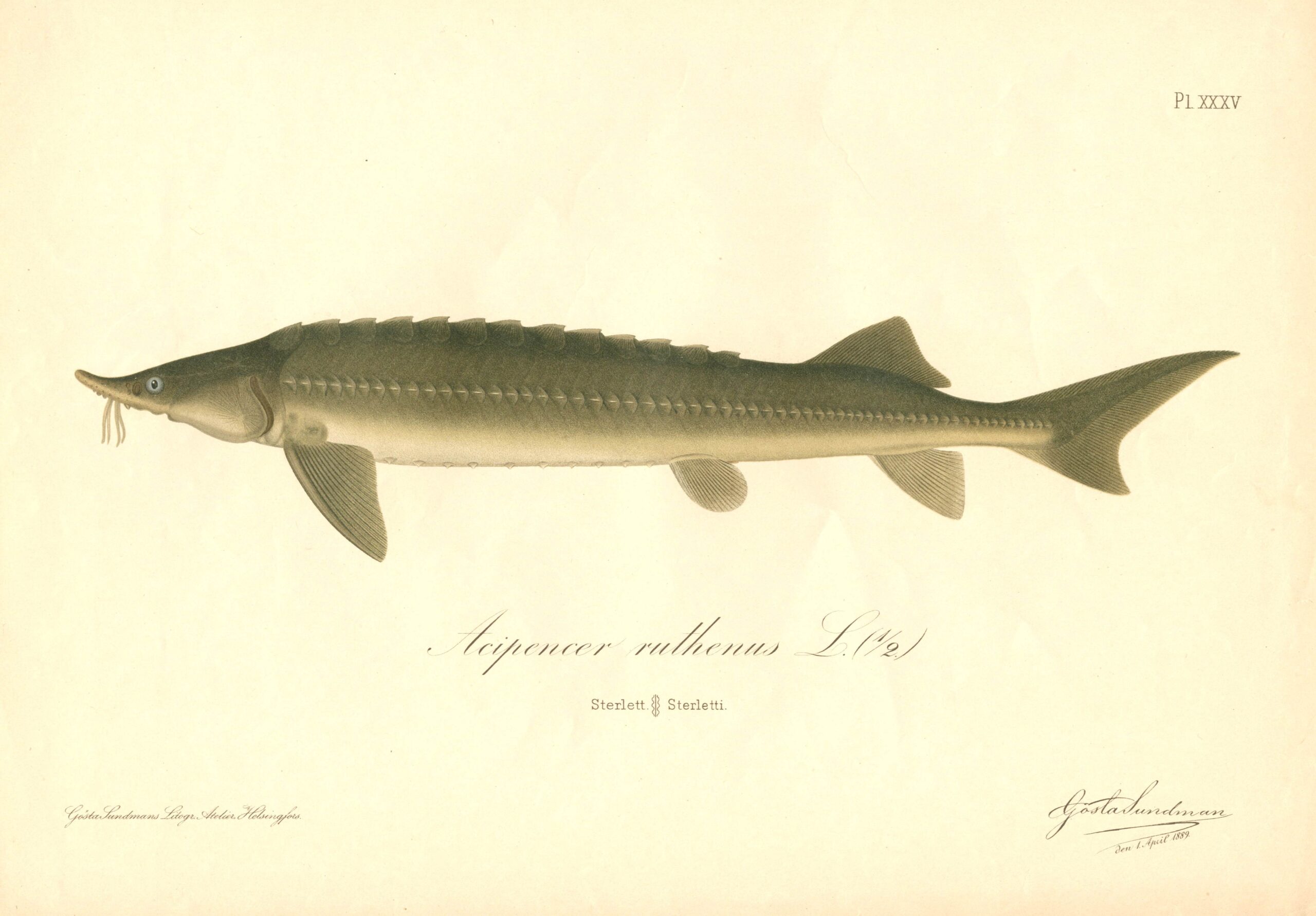Sundman fish illustration, Sterlet (Acipencer ruthenus L.), from The Fishes of Finland. Sundmanin kalakuva, Sterletti. Suomen kalat. Sundmans fiskplansch, Sterlett. Finlands fiskar.