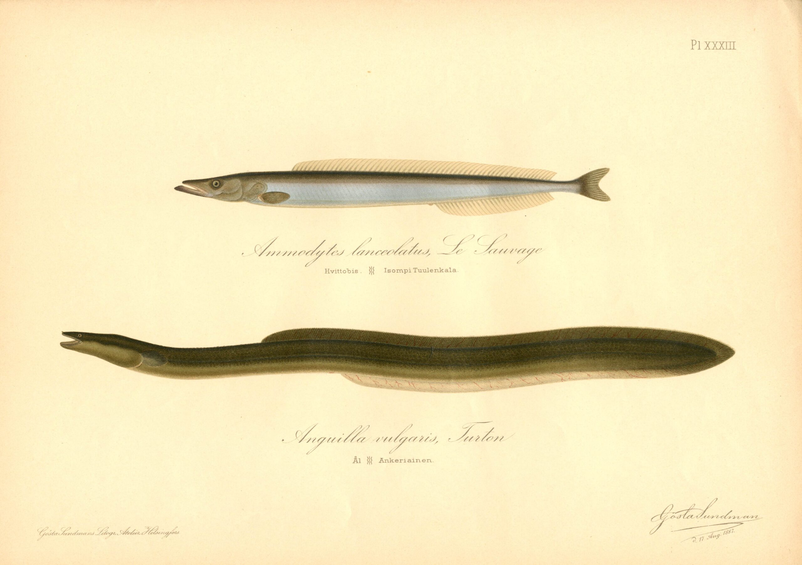 Sundman fish illustration, Eel (Anguilla vulgaris), from The Fishes of Finland. Sundmanin kalakuva, Ankerias. Suomen kalat. Sundmans fiskplansch, Ål. Finlands fiskar. 1887