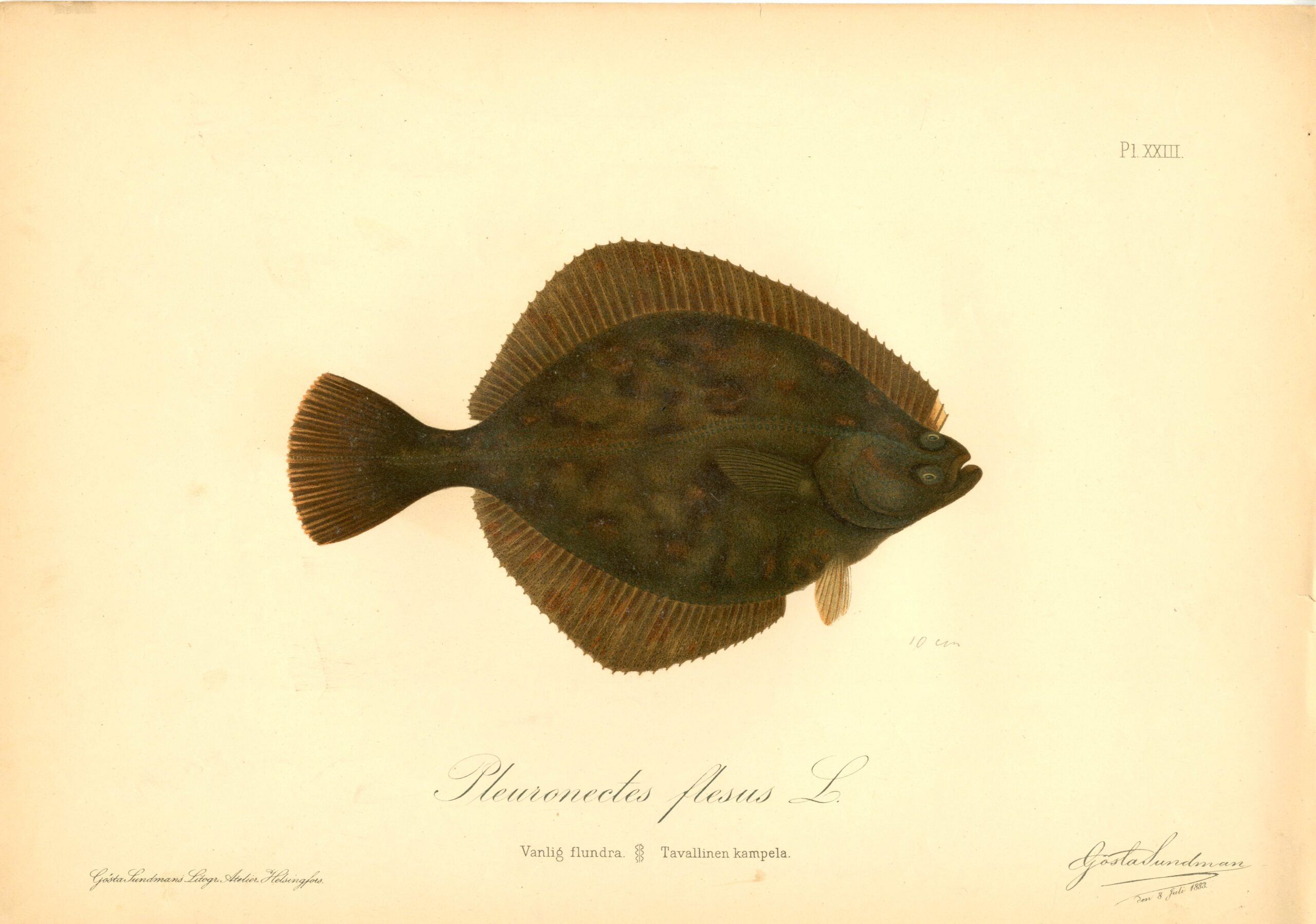 Sundman fish illustration, Flounder (Pleuronectes flesus), from The Fishes of Finland. Sundmanin kalakuva, Kampela. Suomen kalat. Sundmans fiskplanch, Flundra. Finlands fiskar.