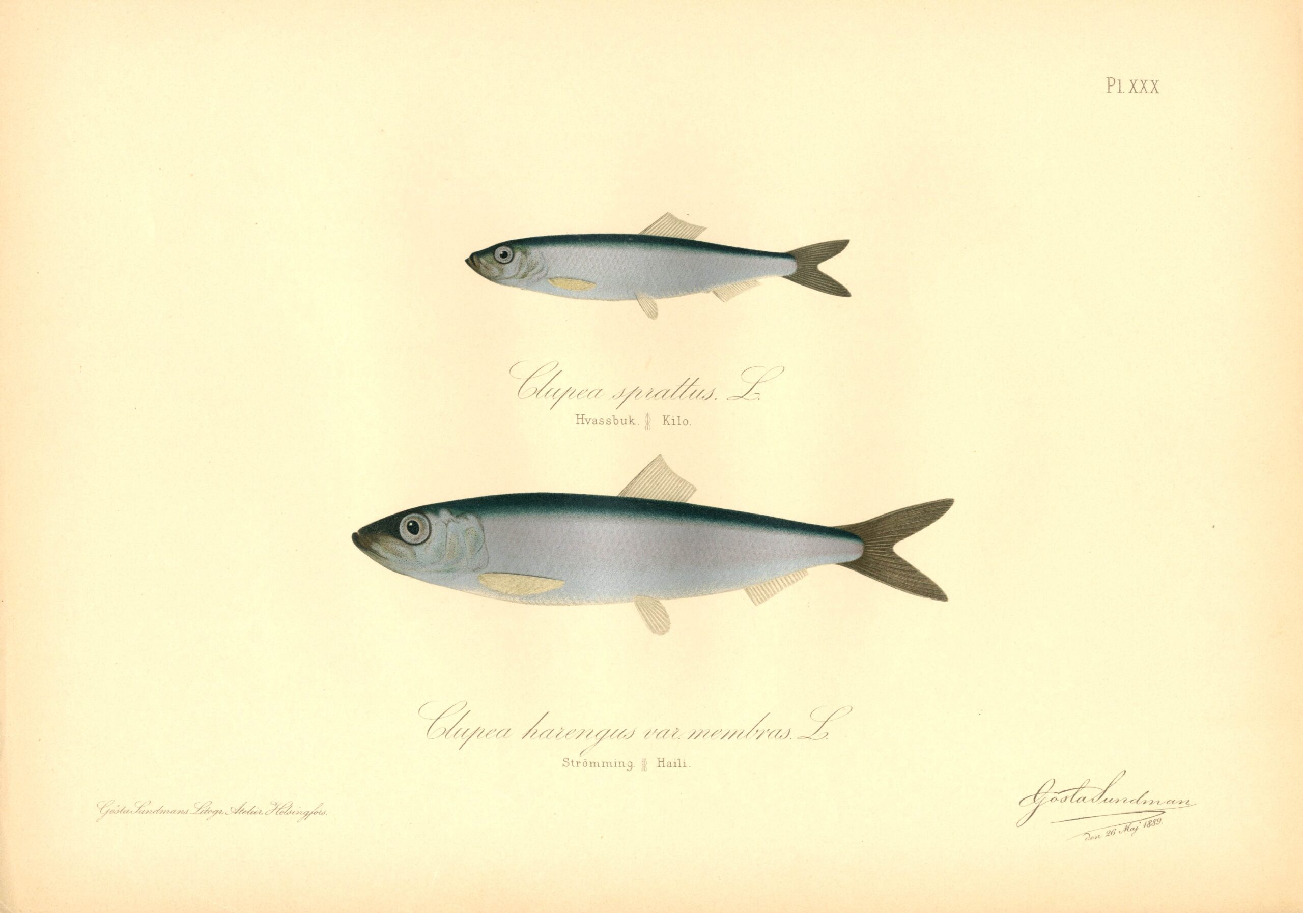 Sundman fish illustration, herring (Clupea harengus), from The Fishes of Finland. Sundmanin kalakuva, Silakka. Suomen kalat. Sundmans fiskplanch, Strömming. Finlands fiskar.