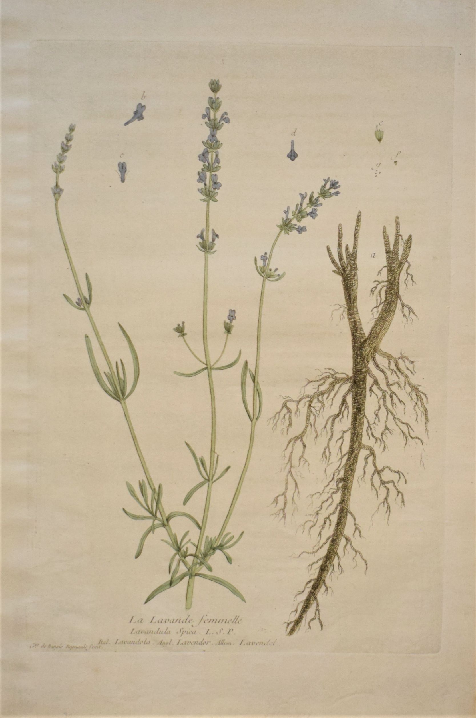 18th-century botanical engraving of a Lavender (La Lavande) by Regnault. Hand-coloured copperplate illustration.