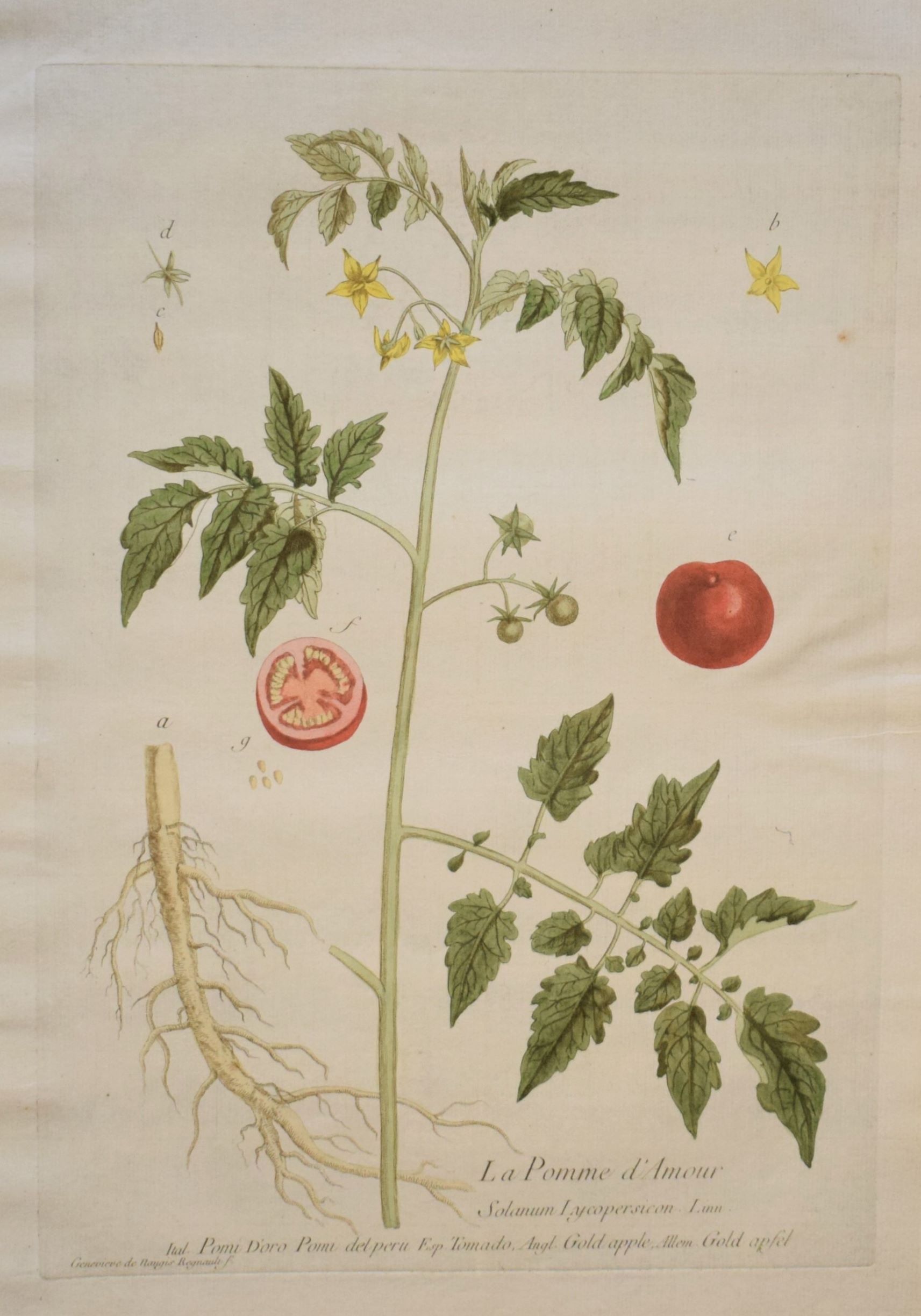 18th-century botanical engraving of a Tomato plant (Pomme d'Amour) by Regnault. Hand-coloured copperplate illustration.