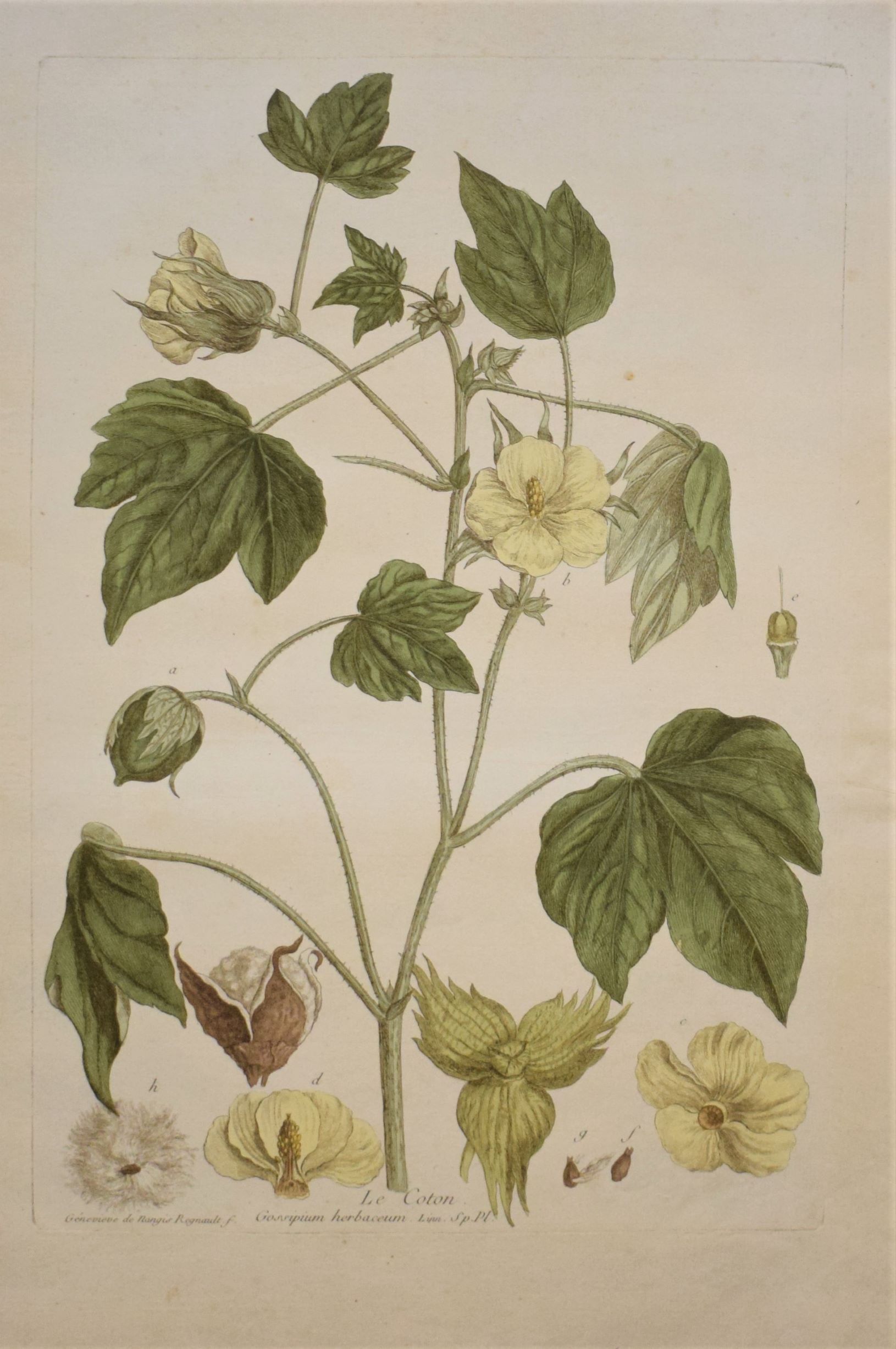 18th-century botanical engraving of a Cotton plant (Le Coton) by Regnault. Hand-coloured copperplate illustration.