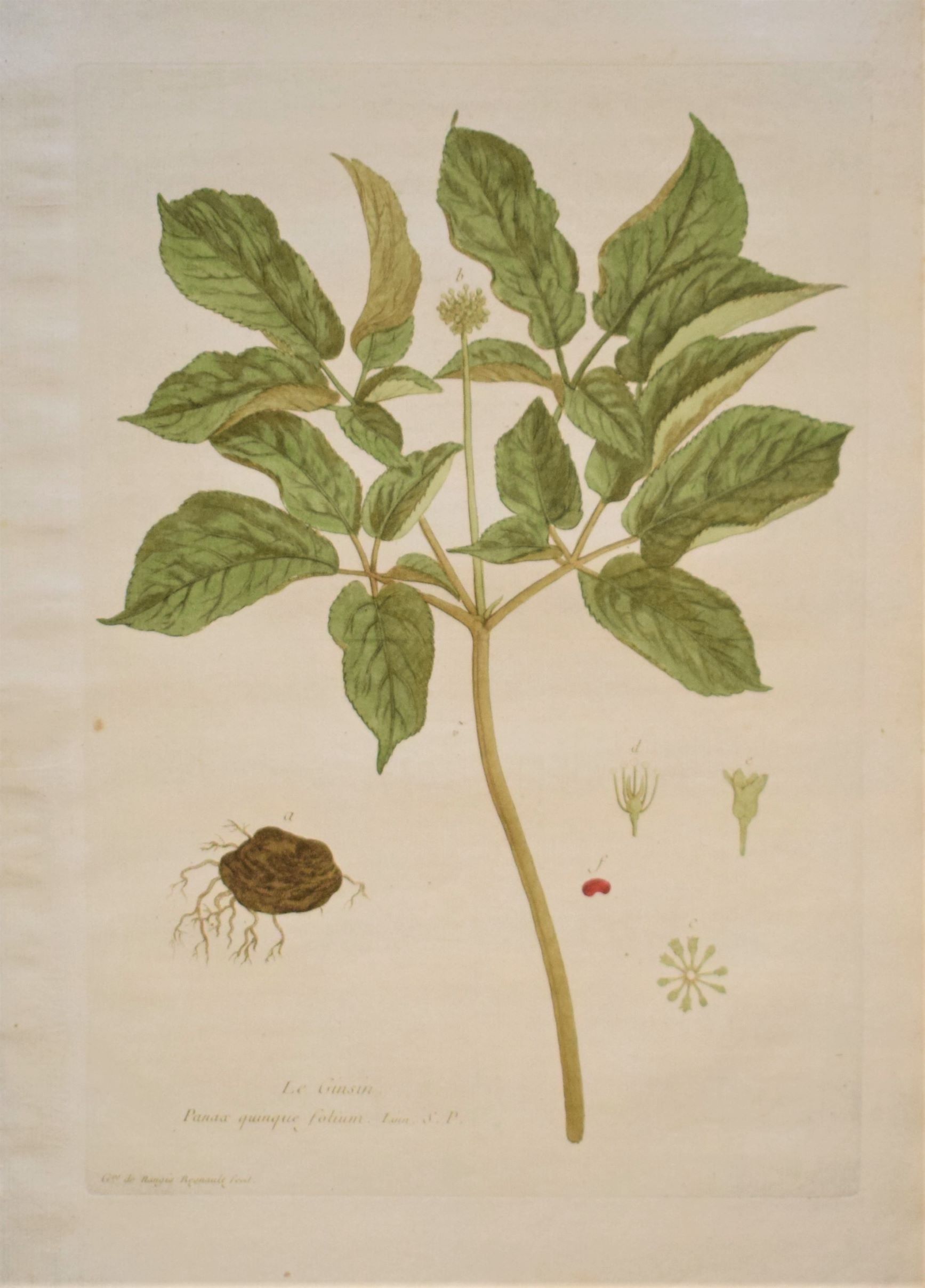 18th-century botanical engraving of a ginseng plant (Le Ginsin) by Regnault. Hand-coloured copperplate illustration.