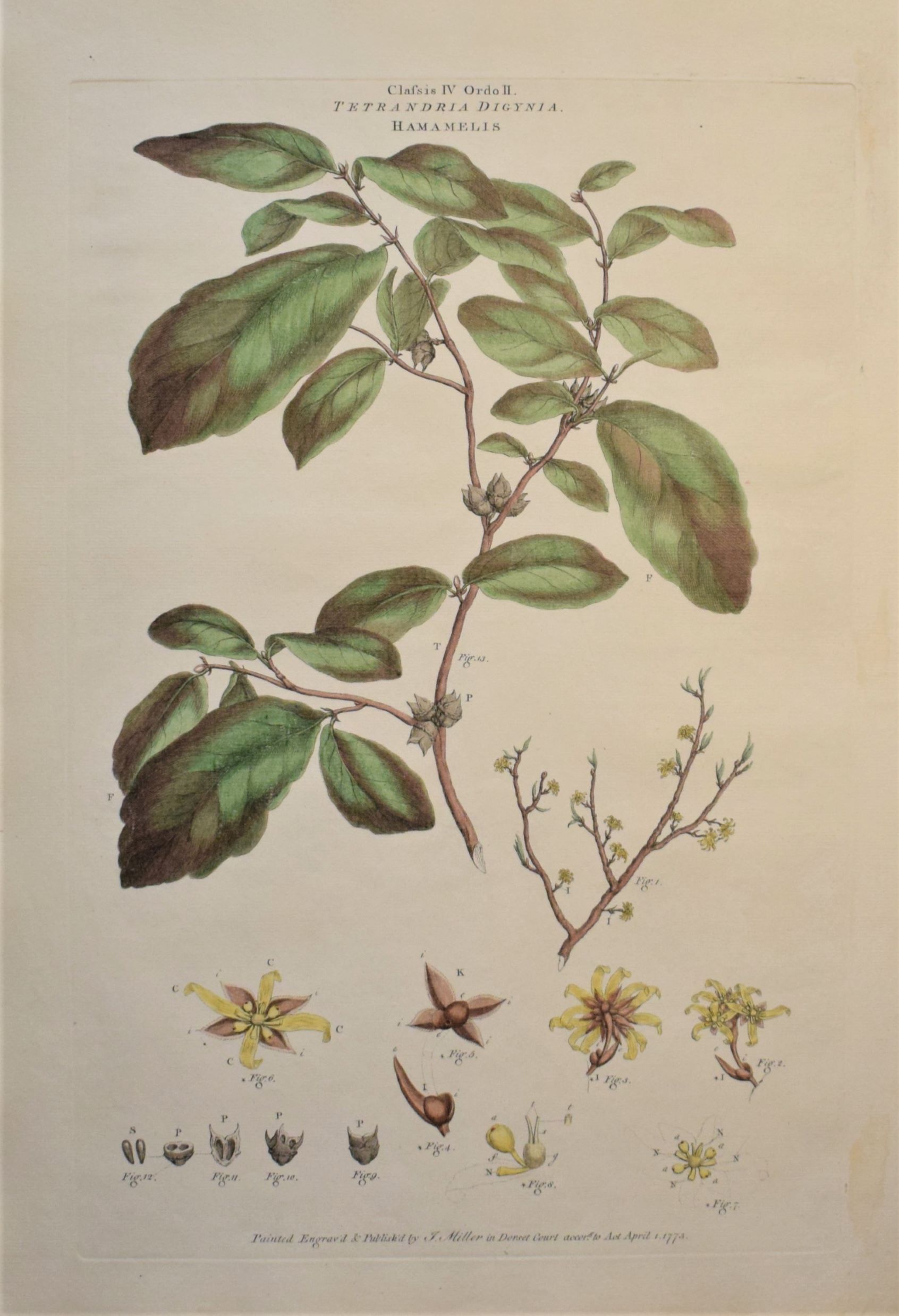 Large 18th-century hand-coloured botanical copper engraving of Hamamelis virginia by John Miller