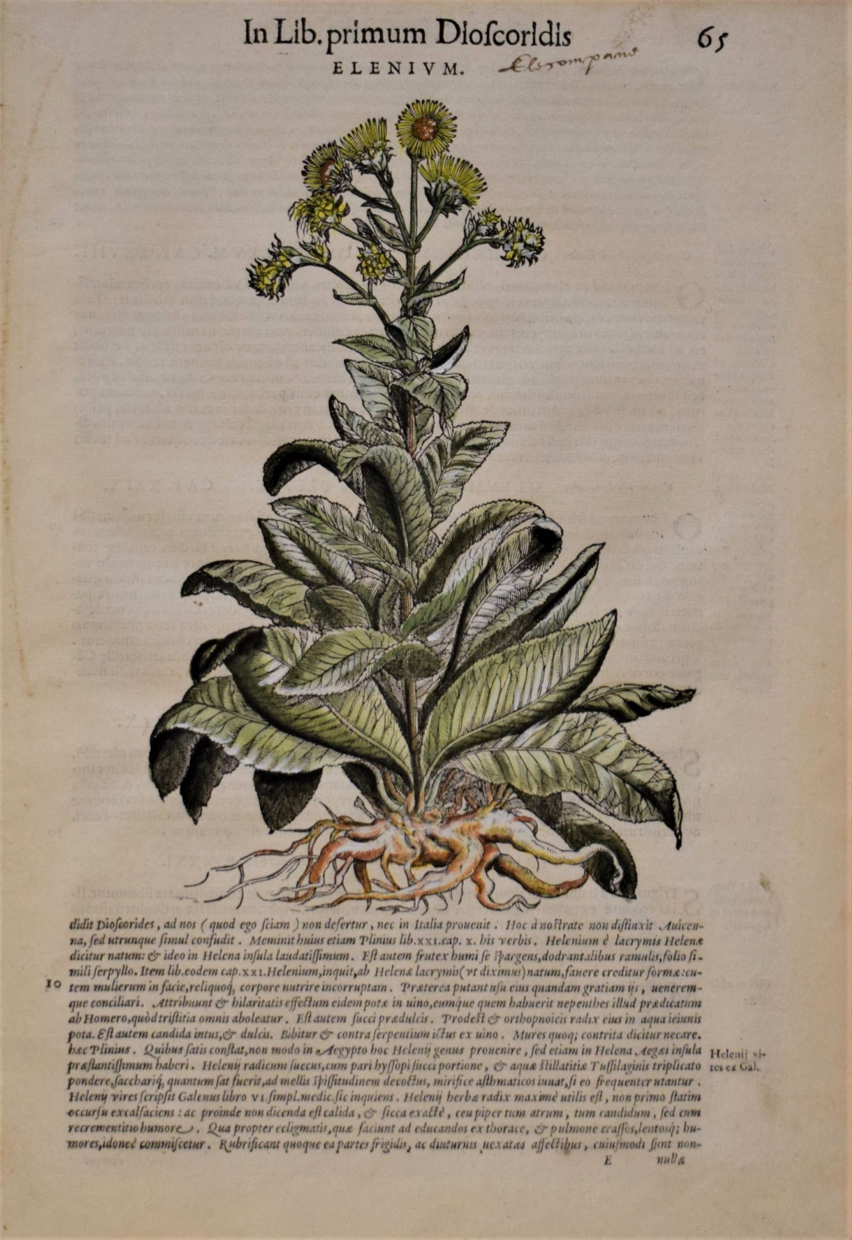 16th-century hand-coloured woodblock engraving of Elenium by Pietro Andrea Mattioli, 1565.