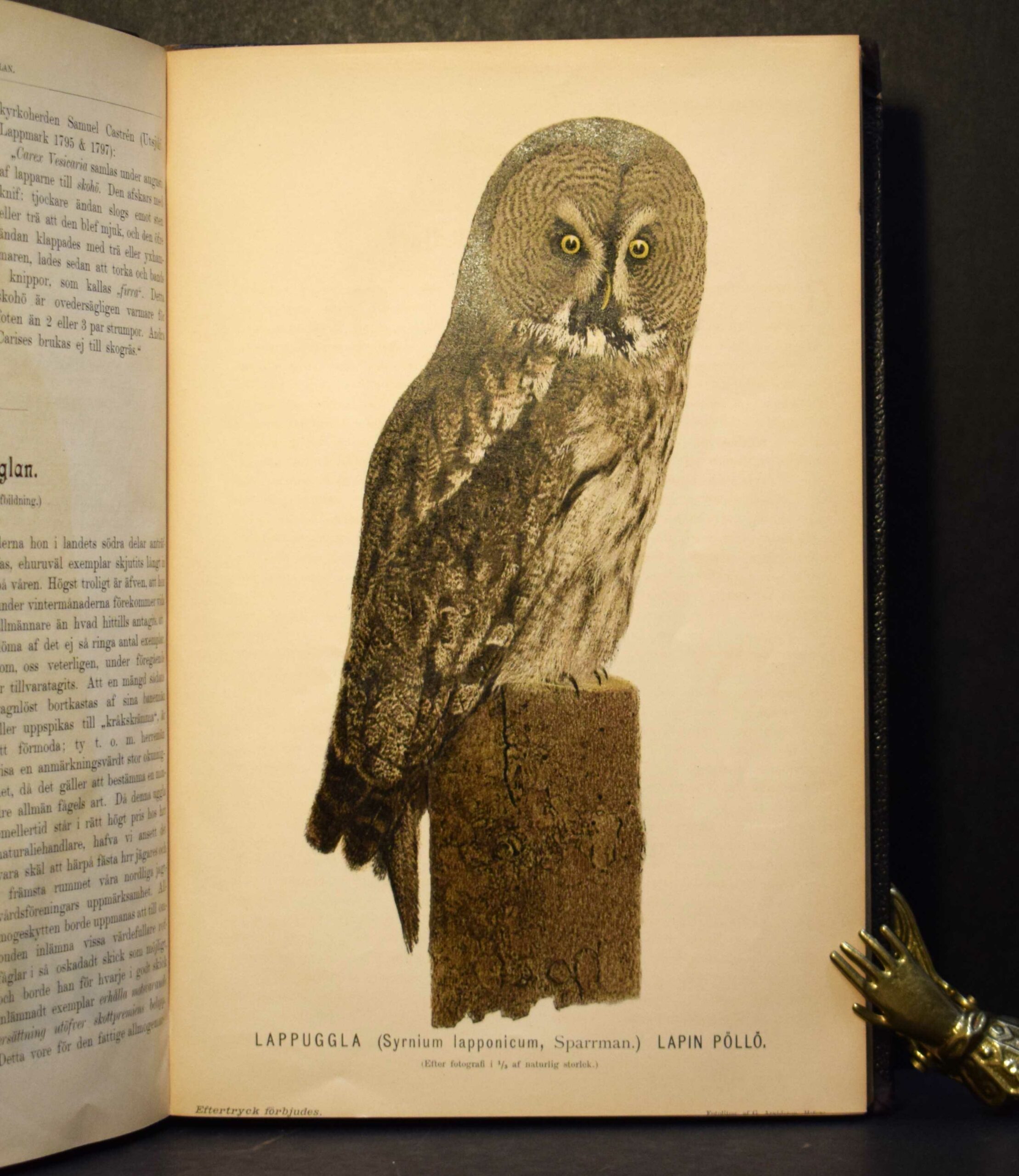 Tidskrift för jägare och fiskare 1894