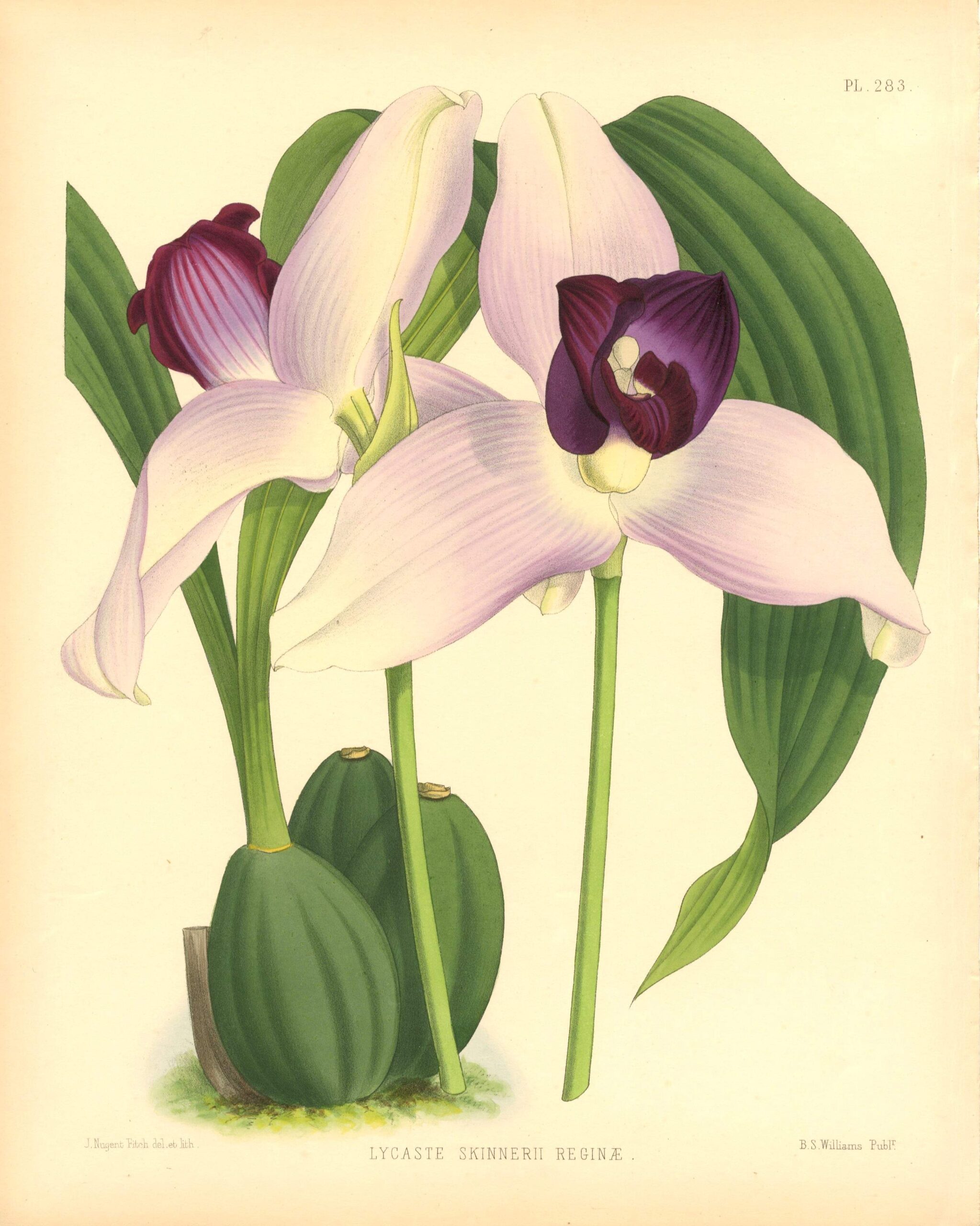 JOHN NUGENT FITCH Orchid lithograph (Lycaste Skinnerii Reginae)