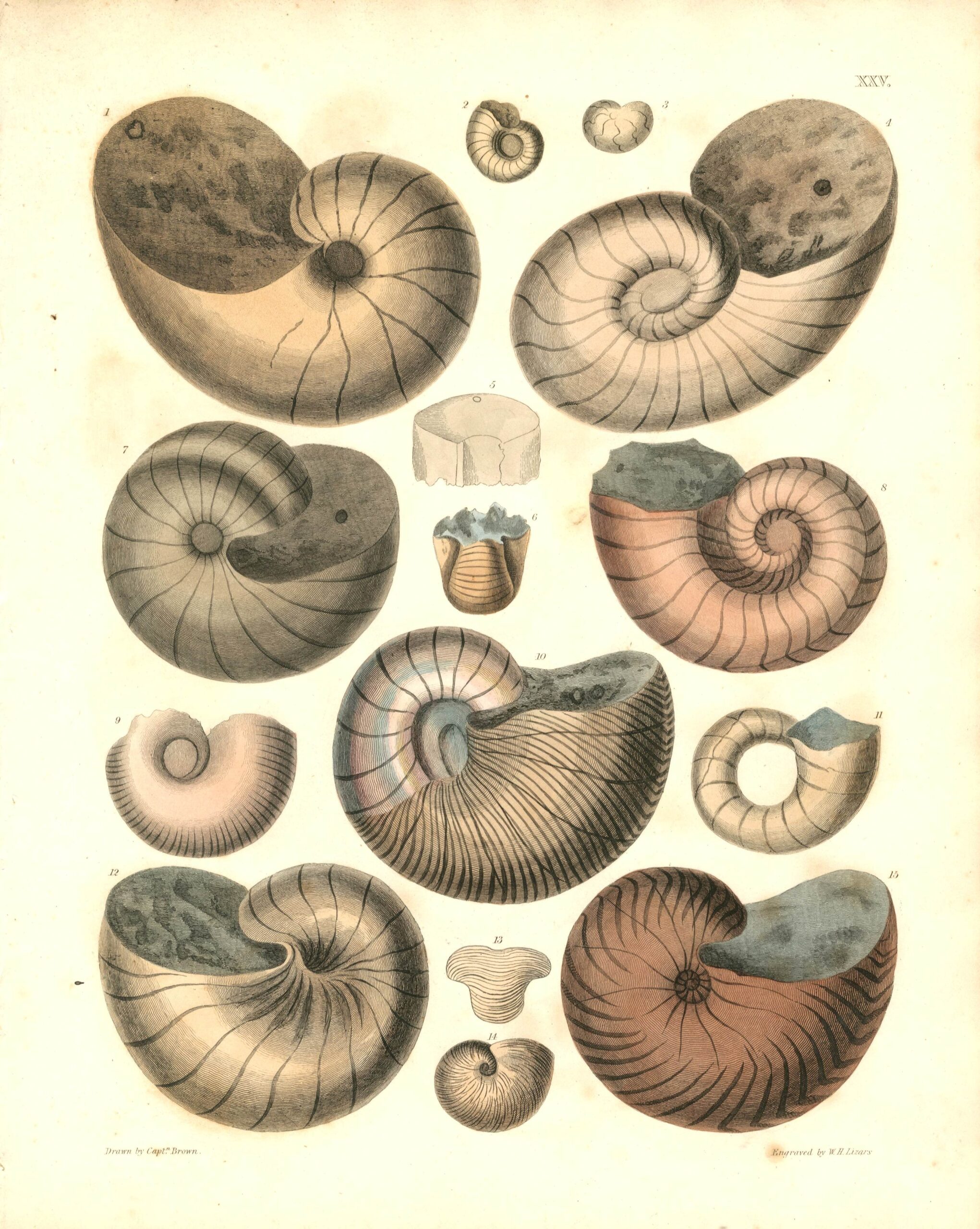 CAPT. THOMAS BROWN Shell engraving (1849)