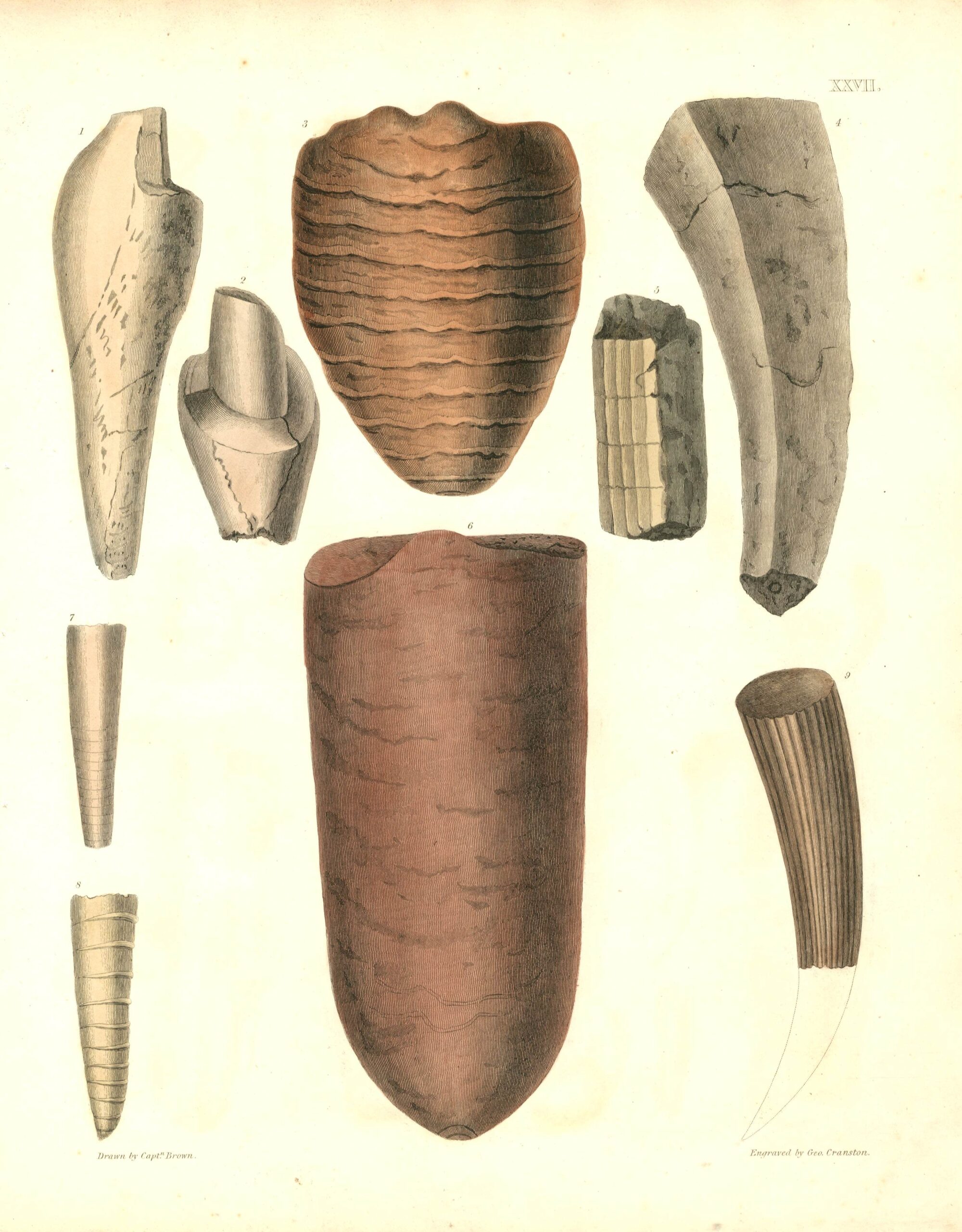 CAPT. THOMAS BROWN Fossil engraving (1849)