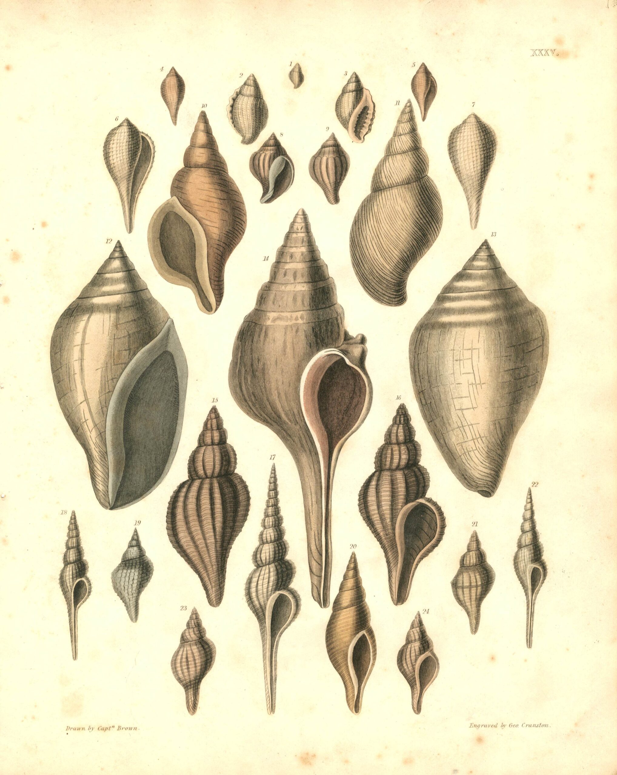 THOMAS BROWN Shell engraving (1849)