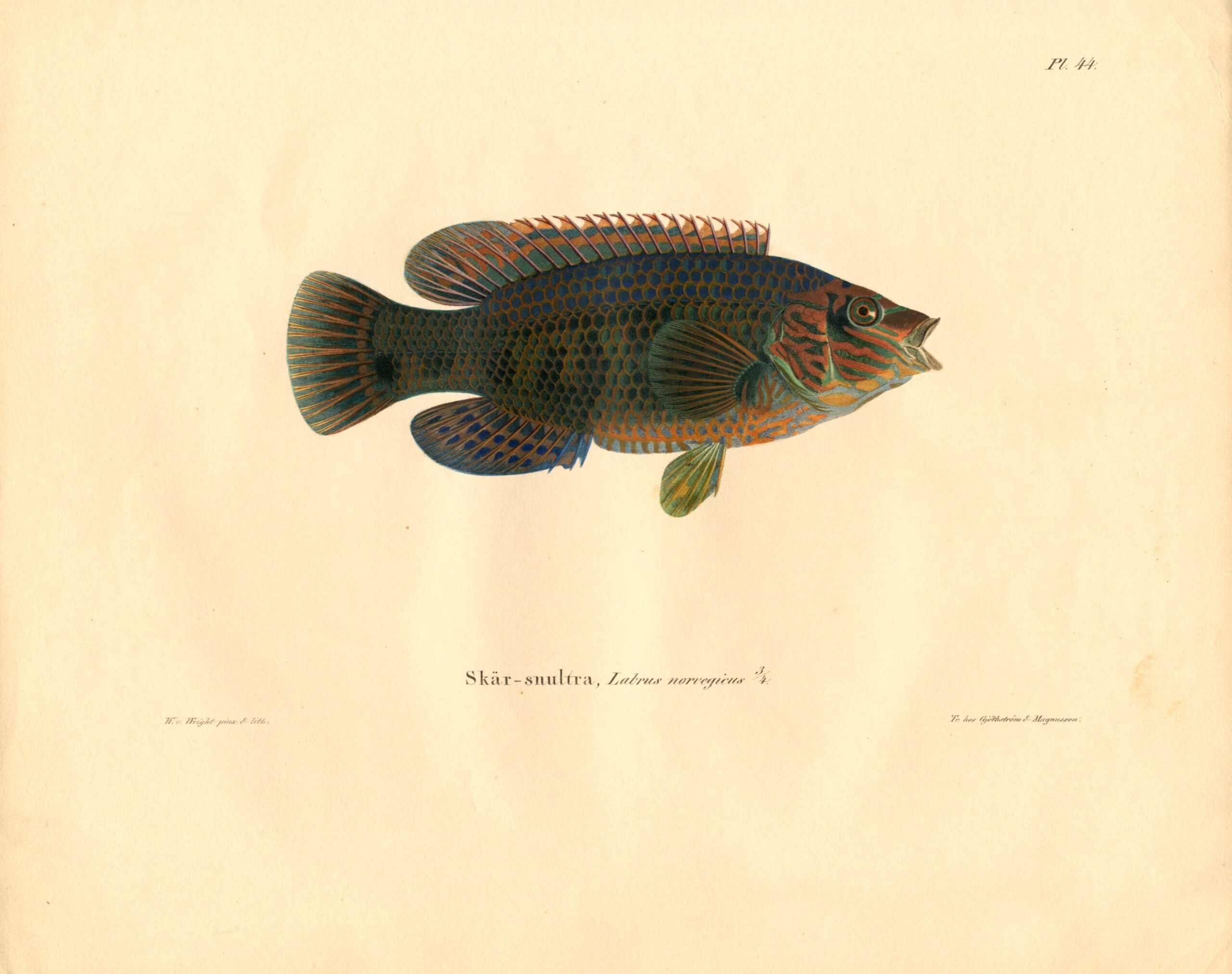 Antique hand-colored lithograph of a Corkwing wrasse (Labrus norvegieus) by Wilhelm von Wright, featuring realistic textures and vibrant earth tones. | Wilhelm von Wrightin Isohuulikala -litografia. | Litografiskt plansch av Skärsnultra av Wilhelm von Wright.
