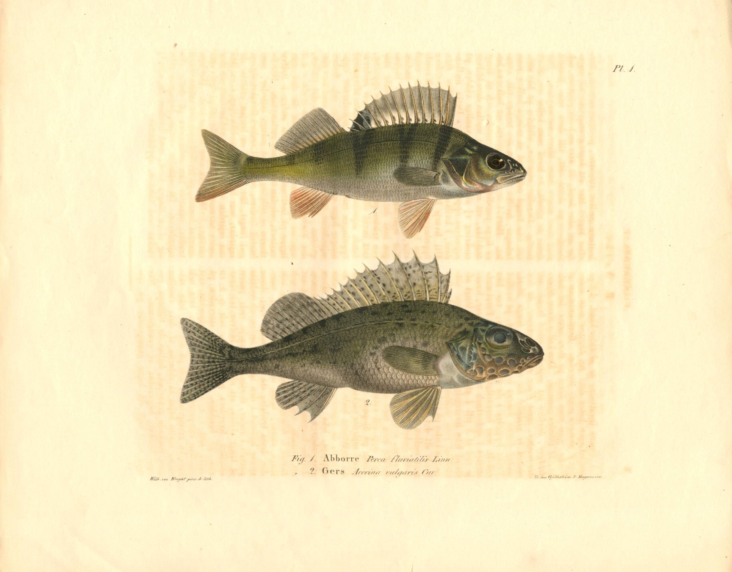 Antique hand-colored lithograph of a Perch and a Ruffe (Plerca fluviatilis, Acerina vulgaris) by Wilhelm von Wright, featuring realistic textures and vibrant earth tones. | Wilhelm von Wrightin Ahven ja Kiiski -litografia. | Litografisk plansch av Abborre och Gers av Wilhelm von Wright.